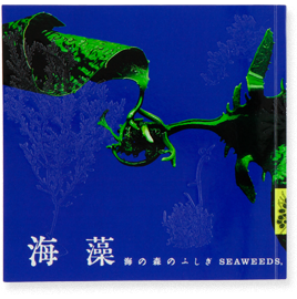 海藻 海の森のふしぎ
