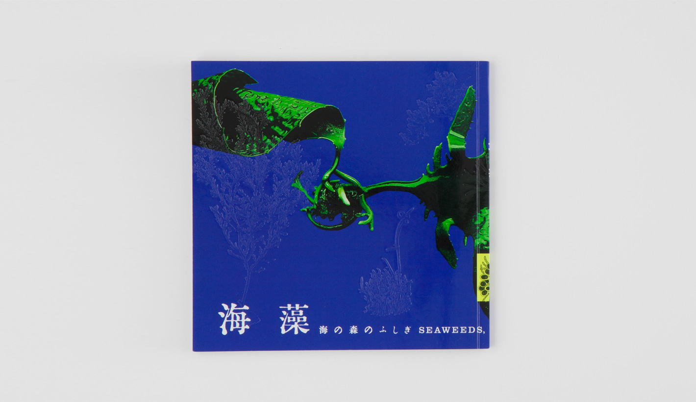 海藻 海の森のふしぎ